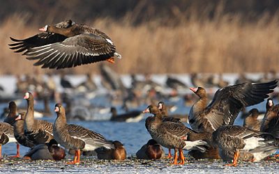 Ne etessük a vízimadarakat!