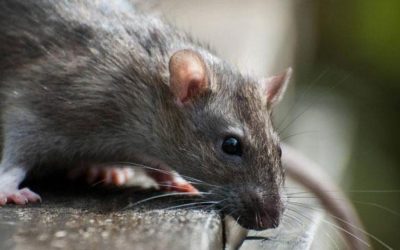 Mit tegyünk, ha kedvencünk patkánymérget evett? A hideg elől a rágcsálók is igyekeznek bemenekülni