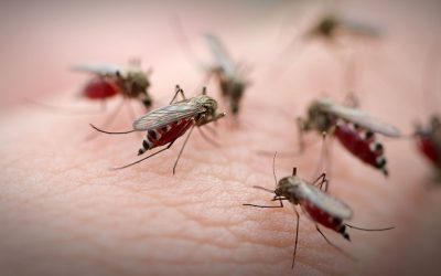 Fizetnek a szúnyogfogásért ebben a városban