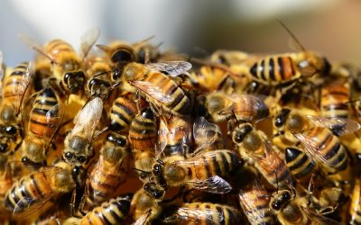 Többezer hektárnyi akácos égett le Deliblátón, katasztrófa sújtja a méhészeket A szárazság a méhcsaládokat is veszélyezteti
