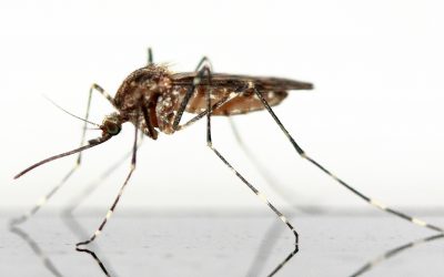 Szabadka környékén még nem kezdik meg a szúnyogok irtását