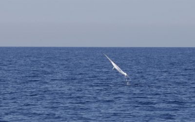 Annyira kiürült az Adria, hogy a delfinek már a halászoktól lopnak halat