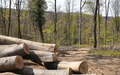 Az UNESCO világörökségi listájára jelölték a Tarcal-hegy egy részét, pedig egyszer már visszautasították a felvételét