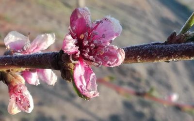 Faggyal érkezett meg a tavasz