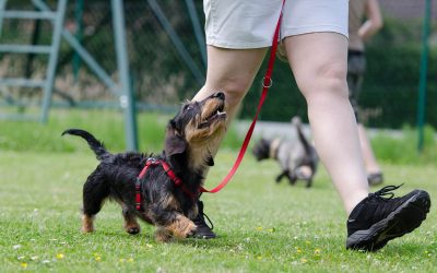 Aktívabb az, aki a társa nélkül, önállóan sétál vagy fut