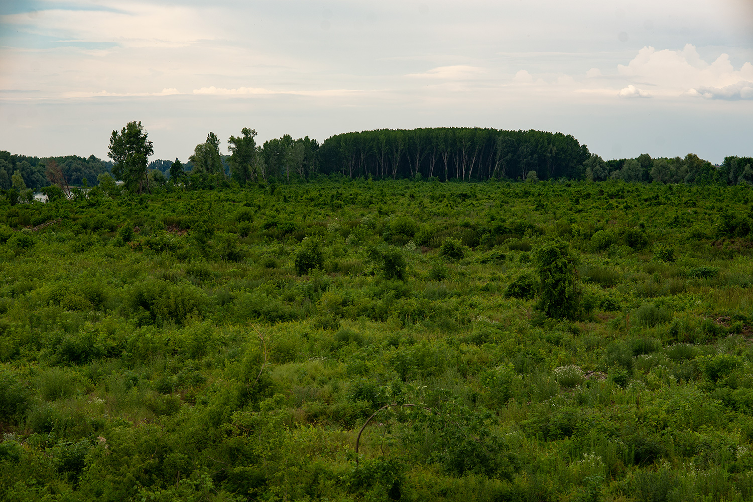 Tarvágás után gyorsan elterjednek az inváziós fajok Ada környékén Fotó: Mina Delić