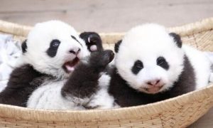 Pandaikrek (fotó: ecns.cn)