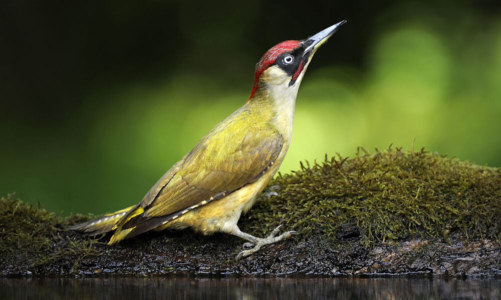 A zöld küllő nevét nem is kell magyarázni (Fotó: Shutterstock)