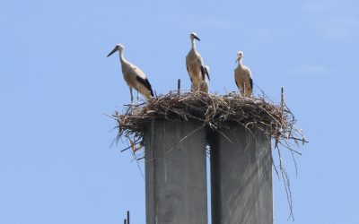 Az újvidéki gólyafészkek még a szupercellás vihart is kibírták