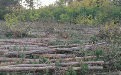 Nagy kínai beruházás: Eltűntek a munkások és a gépek is Közben illegálisan kiirtottak 11 hektárnyi erdőt