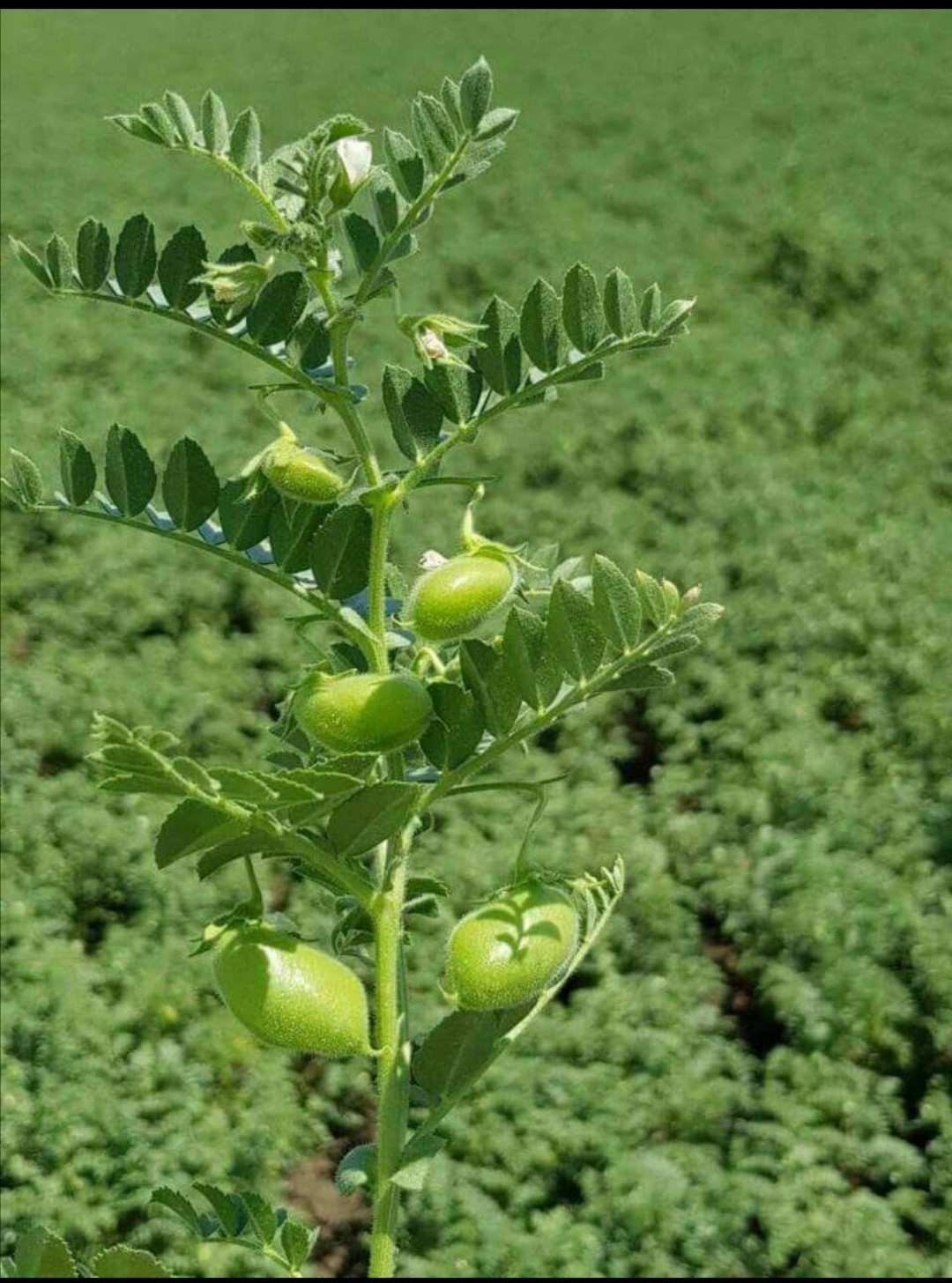 A hüvelyes növény jól tűri a szárazságot