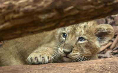 Kisoroszlánt találtak a csantavéri úton