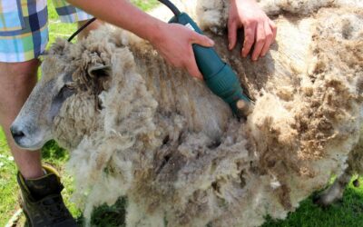 Vasárnap birkanyírás!