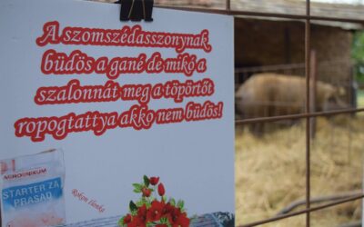 Odavannak a vajdasági magyarok Rokon Ilonkáért