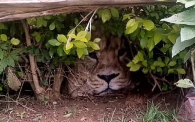 Palicsra szállították az oroszlánkölyköt