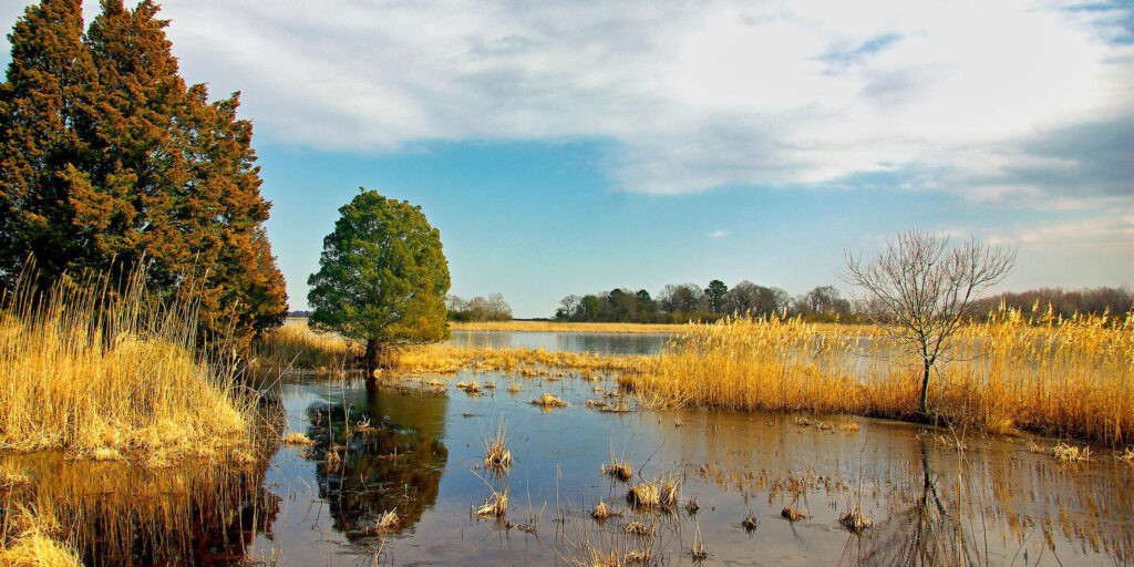 A szárazföldi vizes élőhelyek közel 90 százalékát elvesztettük az utóbbi 300 évben (Fotó: Pixabay)