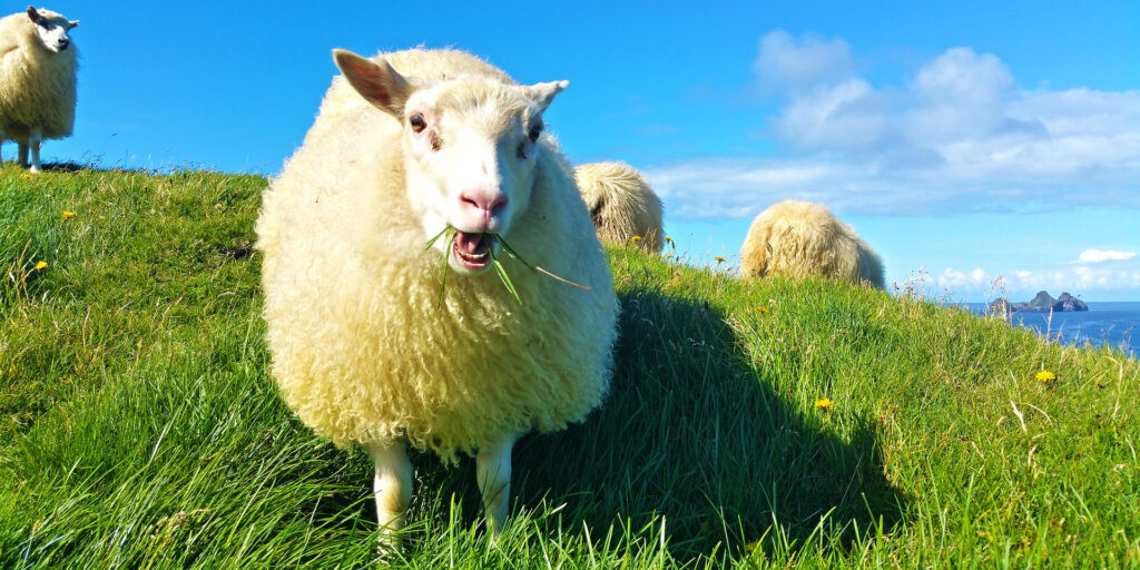 A takarmánytermesztéssel elfoglalt területbe a legeltetés is beletartozik (Fotó: Pixabay)