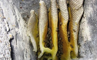 Méhek a kéményben A rajzó méhek otthonkereséskor kényelmes odút, üreget, elhagyott kaptárt vagy kéményt keresnek, majd laknak be – A hívatlan vendégek eltávolítását minden esetben szakemberre kell bízni