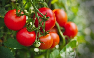 Paradicsom vendéglő