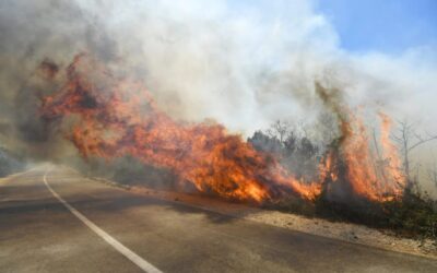 Tűz ütött ki Szabadkánál az autópálya mellett (videóval)