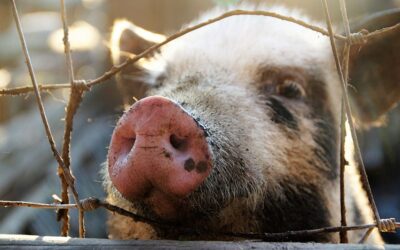 Bravo: A malac a BIA provokációja volt
