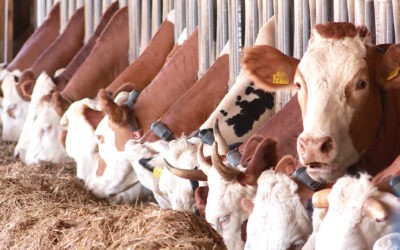 „A mezőgazdaságot Szerbiában rendszerszinten teszik tönkre”