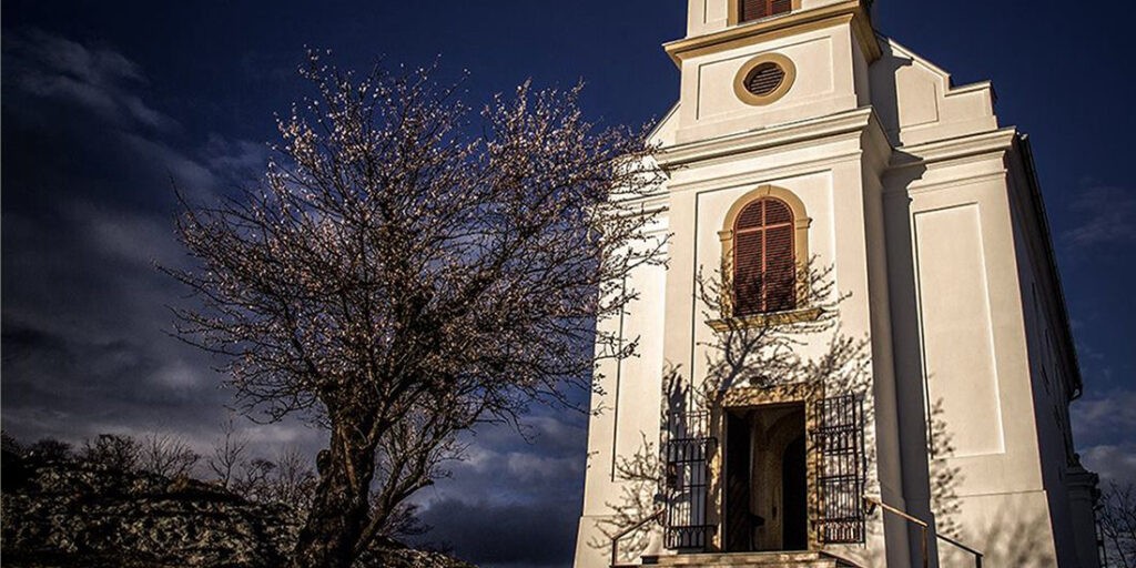 A pécsi havi-hegyi mandulafa (Fotó: evfaja.hu)