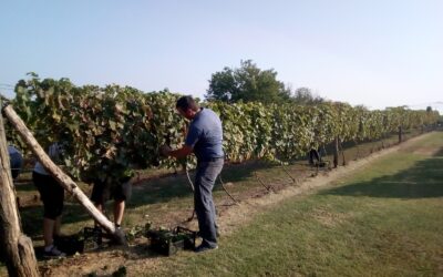Kihívás az idén bort készíteni Az aszály még a szárazságtűrő szőlő érését is befolyásolta – Korábban kezdődött a szüret, nagy odafigyelést igényel a munka