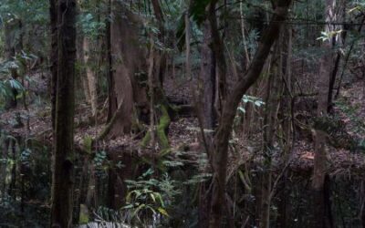 Az erdőirtás megfékezéséről tárgyaltak az Amazonas-országok vezetői
