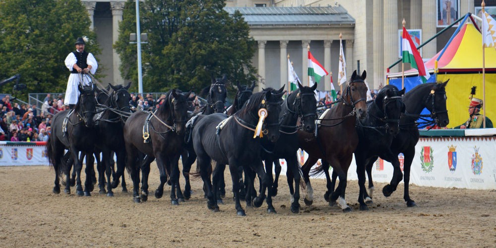 Nagy Gábor egyszerre tizenöt ló nyergében