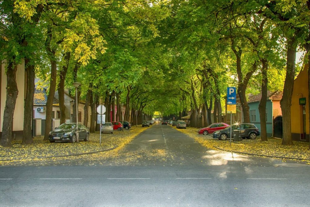 A Drapšin tábornok utca minden évszakban más arcát mutatja