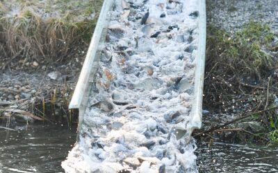 Borzasztó helyzet a halgazdaságokban, a piac háromnegyedét külföldről látják el