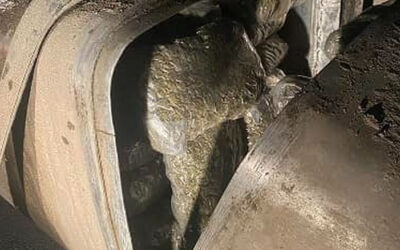 Százhét kiló marihuánával bukott le egy szerb férfi
