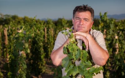 „Csak akkor tudok jobb bort készíteni, ha én jobbá válok” Sütő Zsolt kürti natúr borász: Ahogy élünk, úgy dolgozunk, s az meg is jelenik a borban