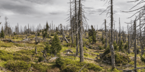 Halott erdő új fiatal fenyőkkel (Fotó: Pixabay)