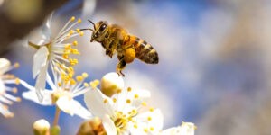 Virágport gyűjtő méh (Fotó: Pixabay)