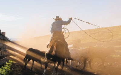 Autópályán lasszóval kapott el egy tehenet egy cowboy (videóval)
