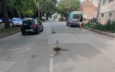 Virágokat ültettek a kátyúkba a nagybecskerekiek