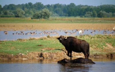 Tömegével pusztulnak a madarak Mórahalmon, a hőség miatt egy mérgező baktérium szaporodott el