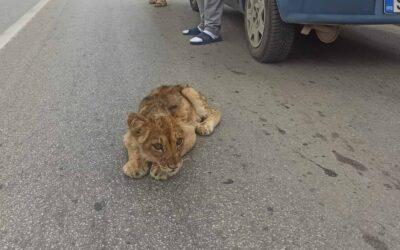 Az életéért küzd a Csantavérnél talált oroszlánkölyök