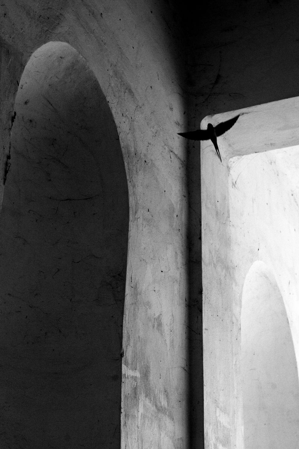 Kiss Kohut Andrea: Fecske