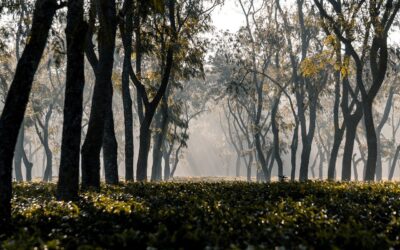 Enyhe időt ígérnek a meteorológusok a következő napokra