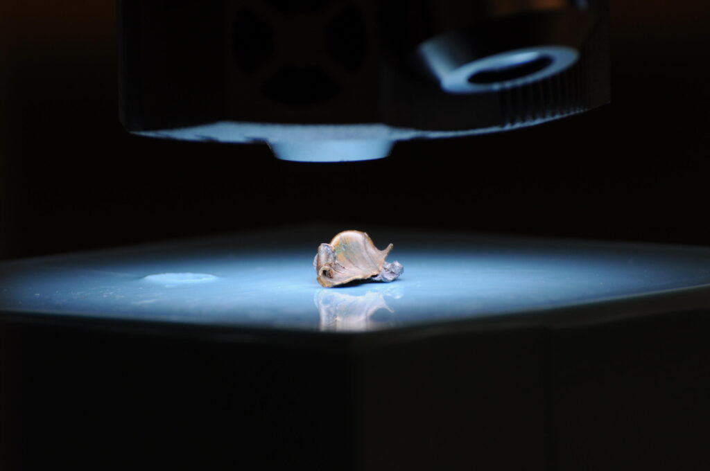 A gyilkos golyó, a hivatalos változat szerint (Fotó: USA Nemzeti levéltár)