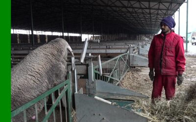 Nepáli munkások dolgoznak Adorjánon