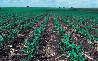 Megalakult a Szerbiai Regeneratív Mezőgazdasági Szövetség