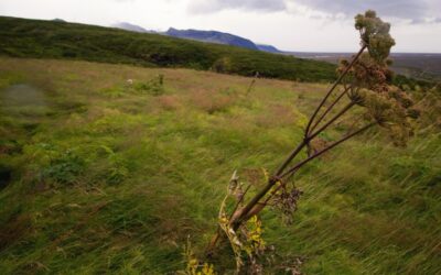 Sárga riasztás Bácskában és Bánátban