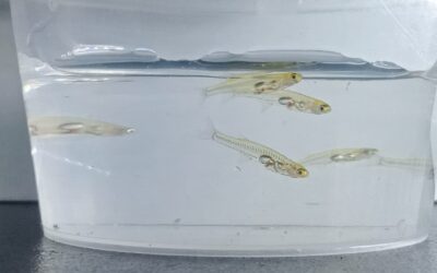 Az elefántnál is hangosabbak ezek a minihalak