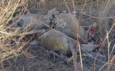 Huszonegyre nőtt az Oromhegyes határában felfedezett birkatetemek száma (Fotók) Két nap után sem takarították el a bűzlő maradványokat