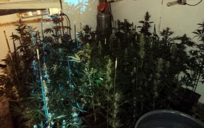 Kétszáz tő tiltott növényt nevelt lakásában az újvidéki férfi (Fotó)