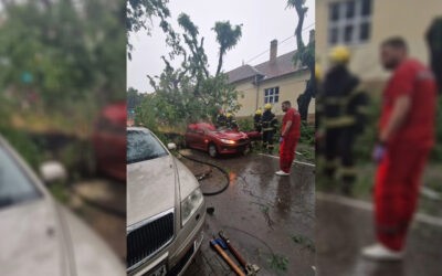 Az ítéletidő első áldozata egy zombori nő Fa zuhant az autójára, belehalt sérüléseibe